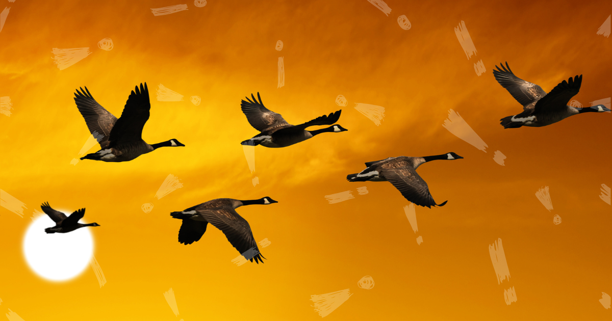 Honking Geese